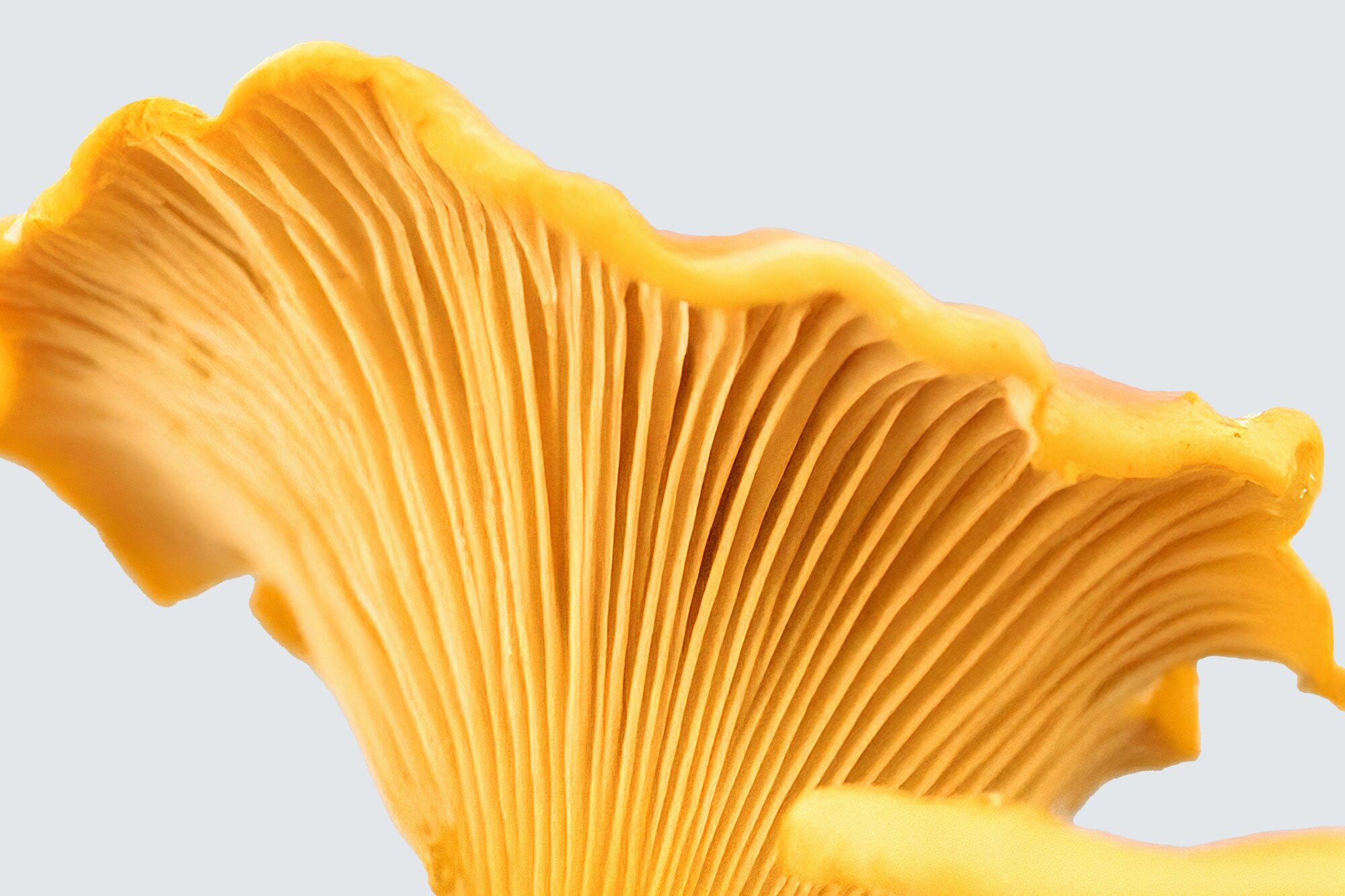 Cholecalciferol (Vitamin D3)