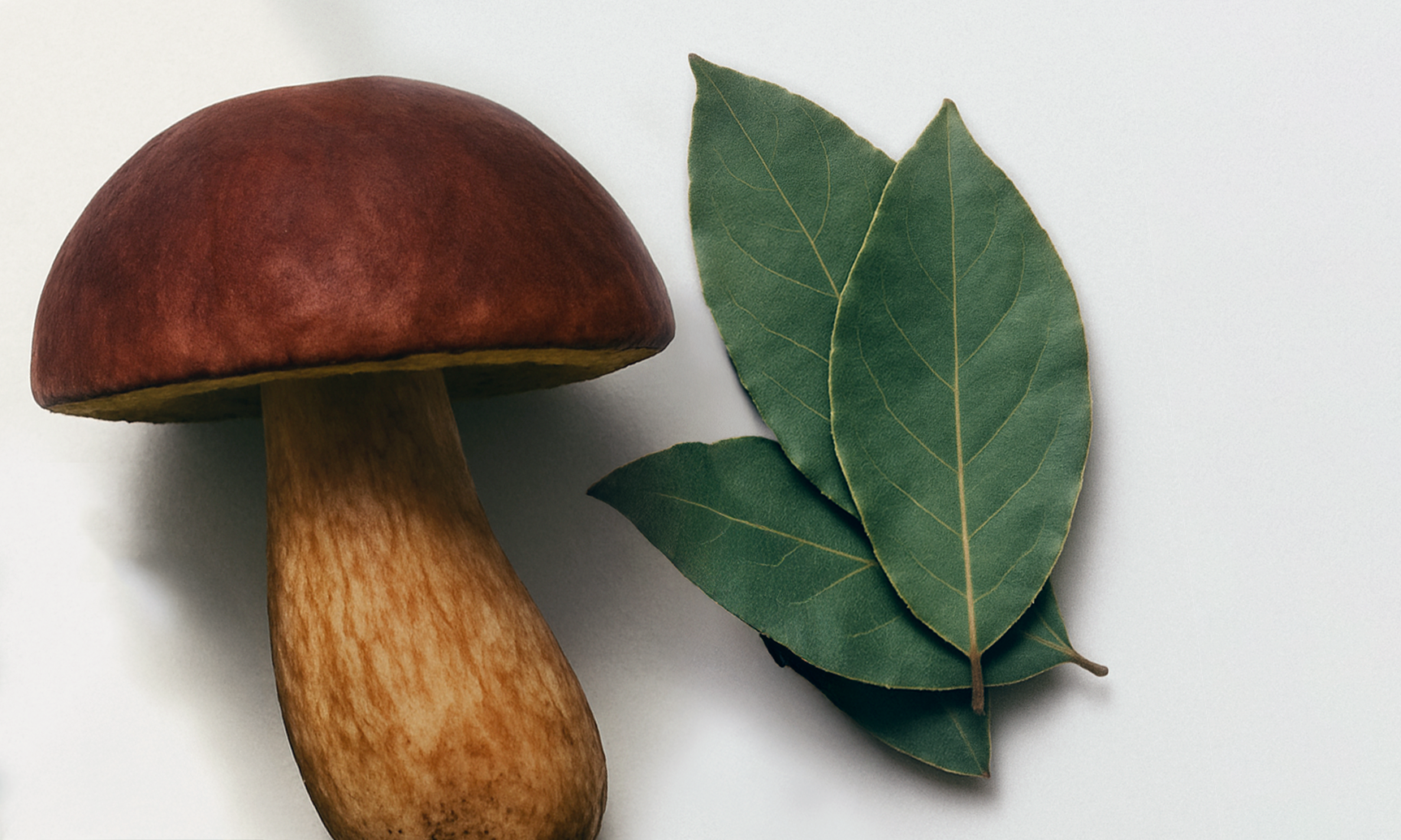 Camellia Sinensis (L-Theanine)