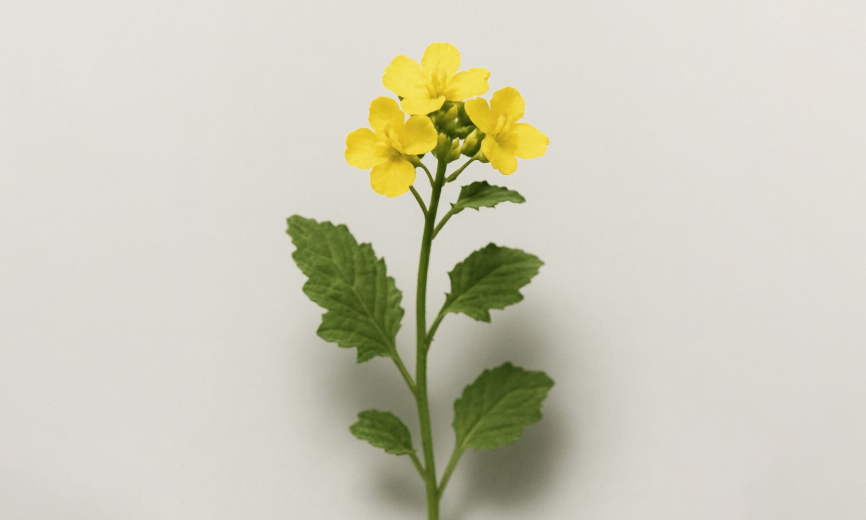 Sinapis alba (Mustard seed)