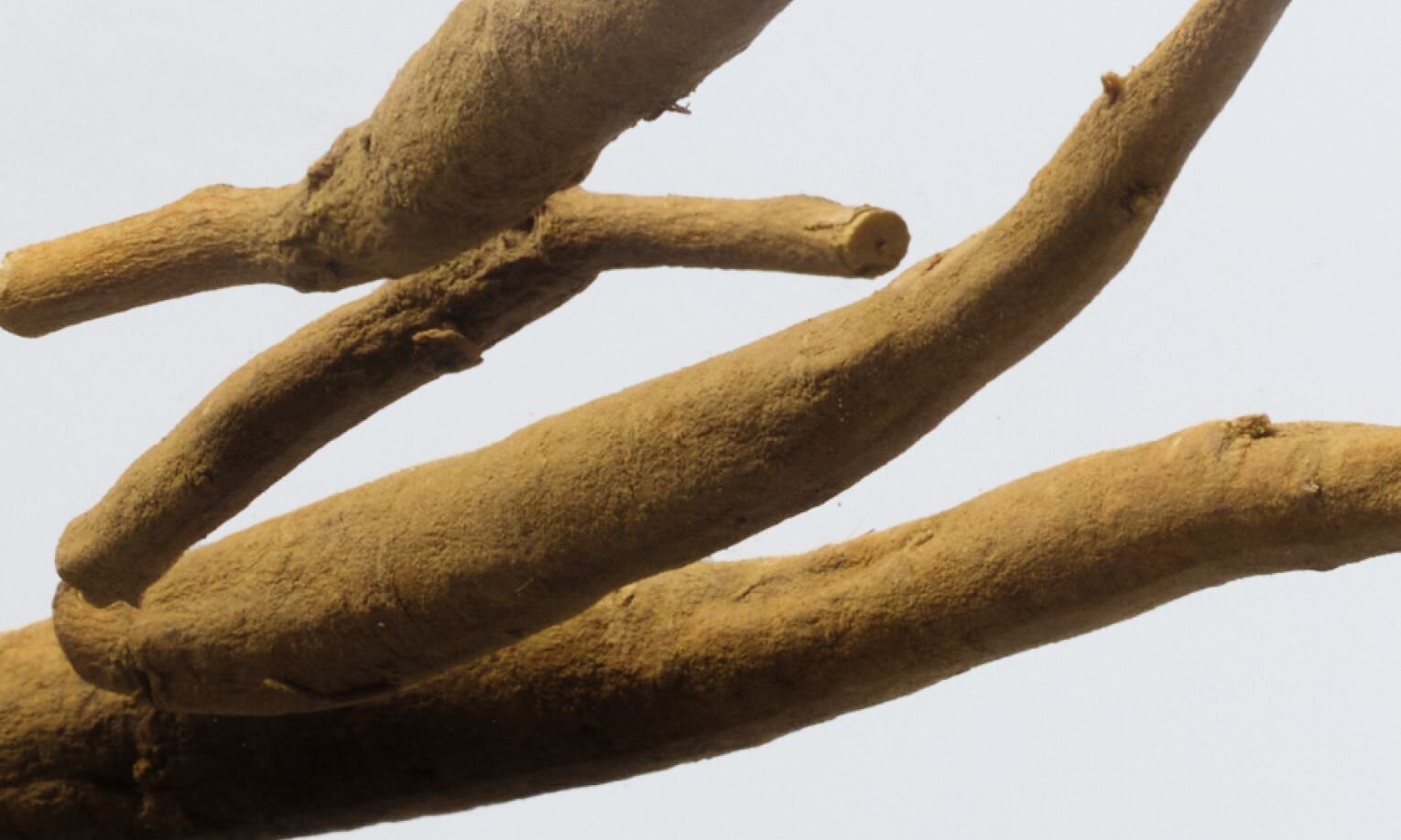 Withania Somnifera (Ashwagandha)