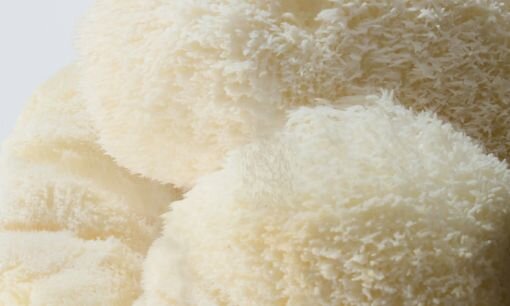 Hericium Erinaceus (Lion's Mane)