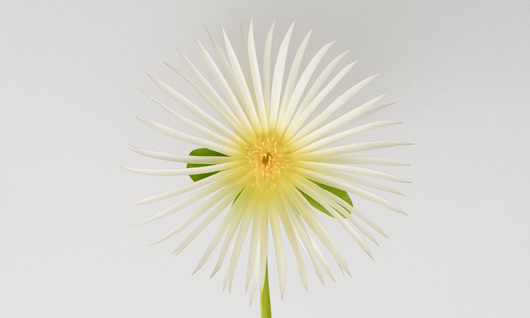 Sceletium Tortuosum (Kanna)