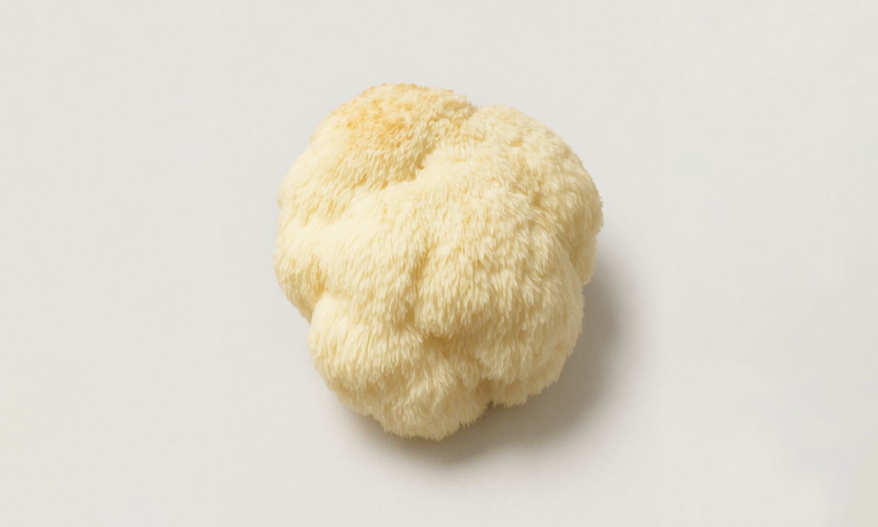Hericium Erinaceus (Lion's Mane)