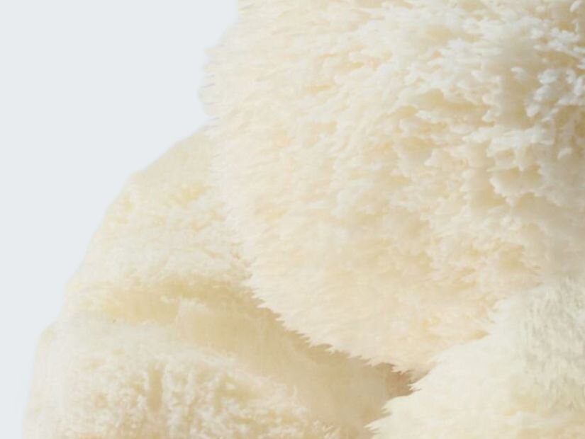 Hericium Erinaceus  (Lion's Mane)