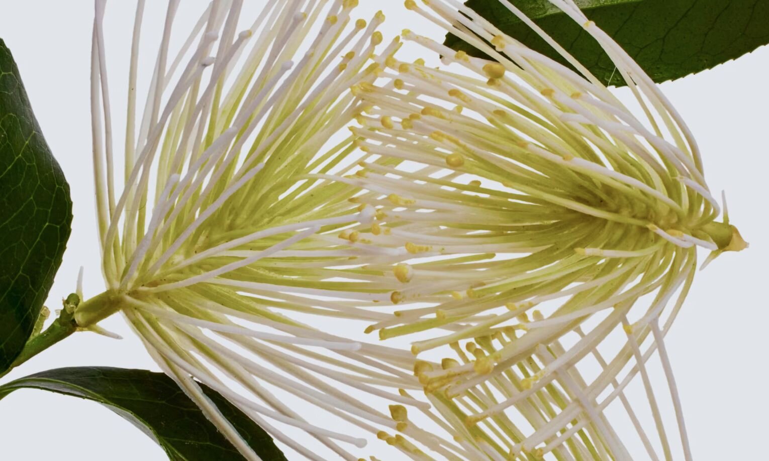 Sceletium Tortuosum (Kanna)