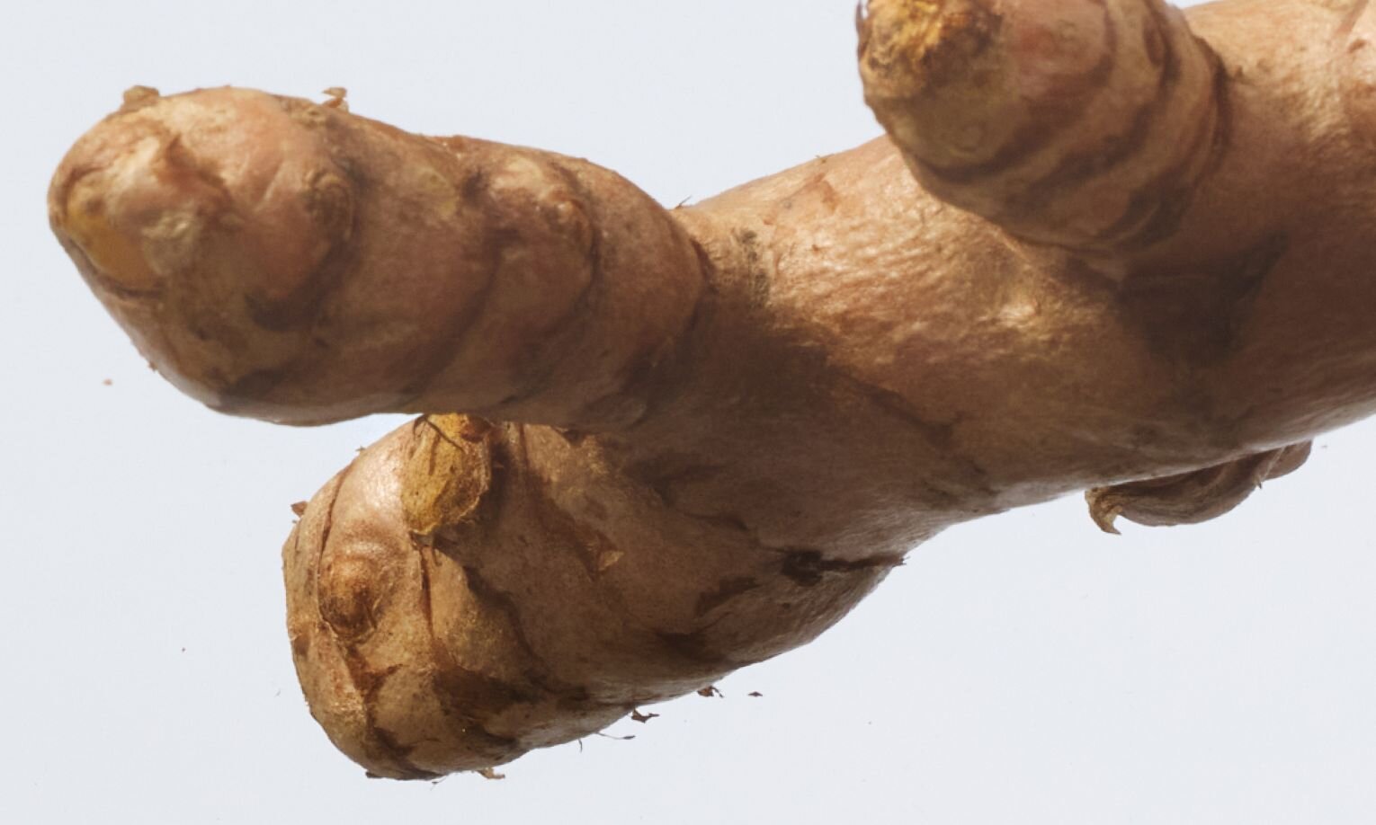 Curcuma longa (Turmeric)