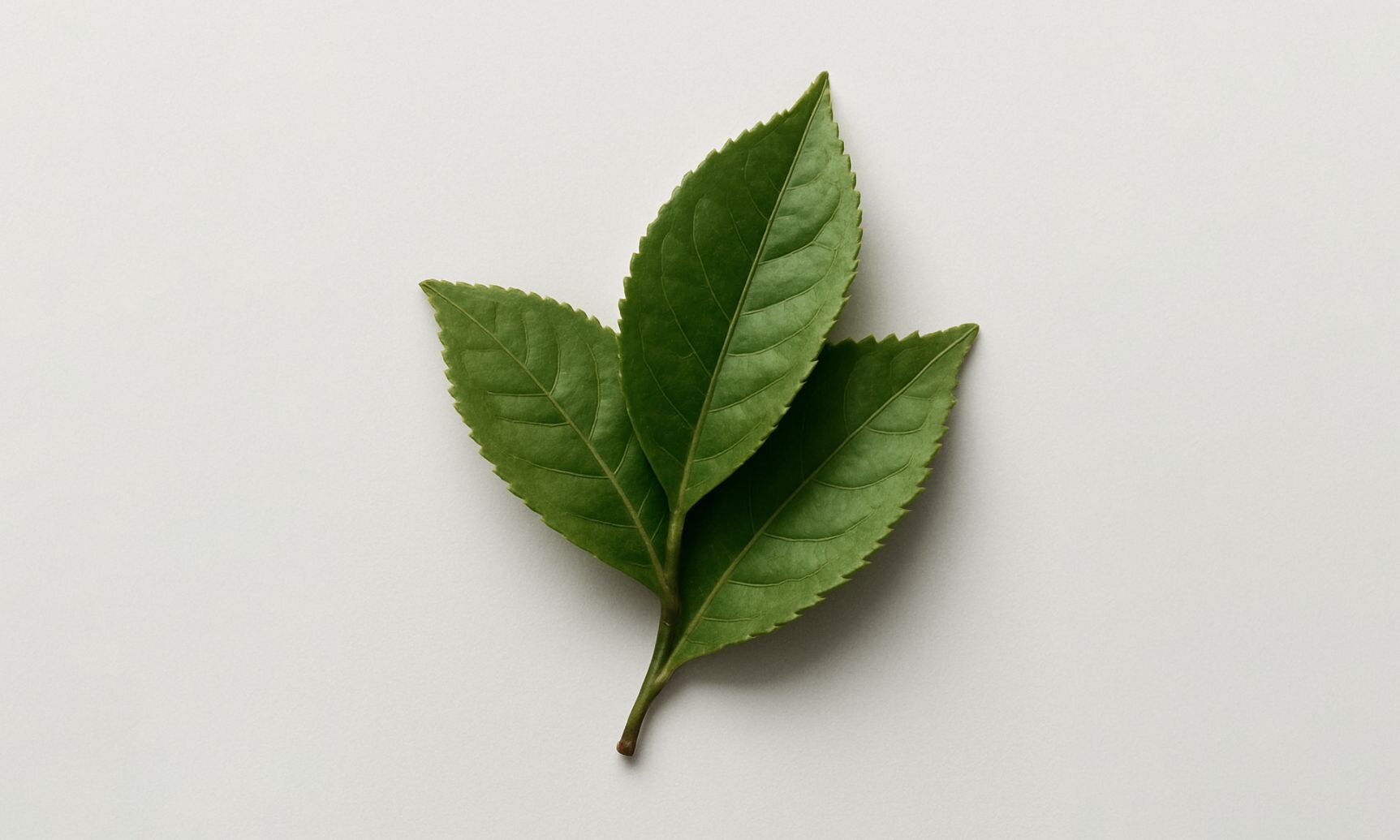 Purine Alkaloid (Methylliberine)