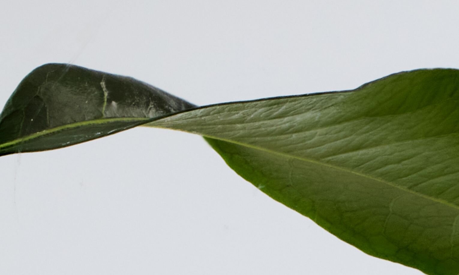 TeaCrine® Theacrine