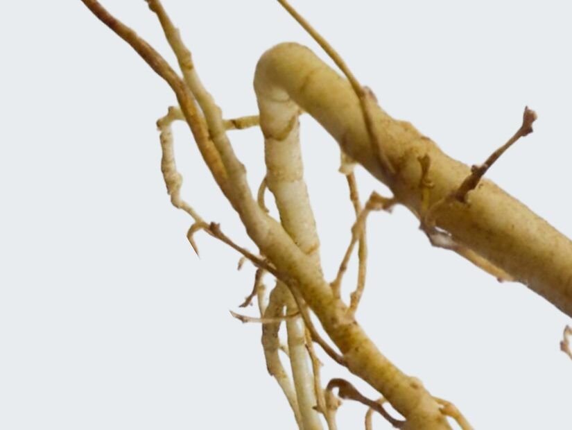 Panax Ginseng