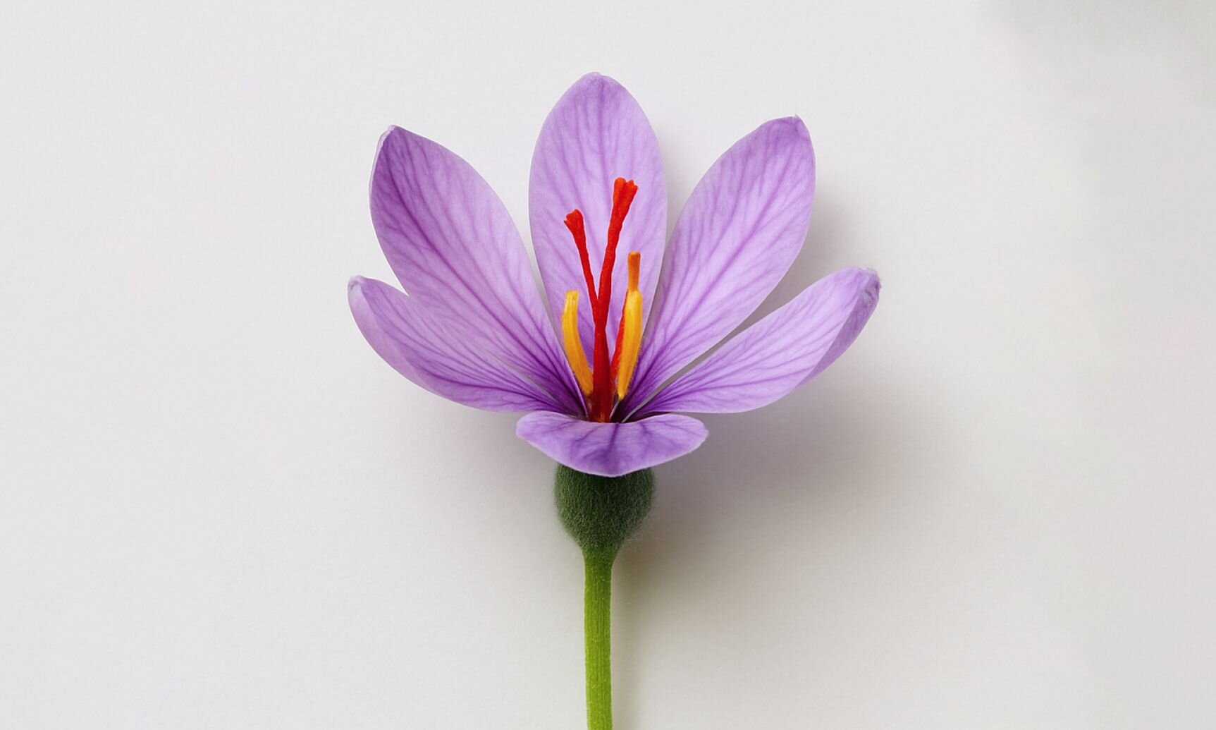 Crocus Sativus (Saffron)