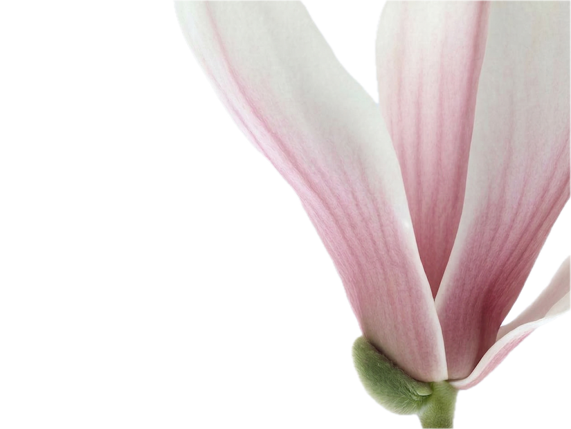 Dihydrohonokiol-B (Honokiol extract)