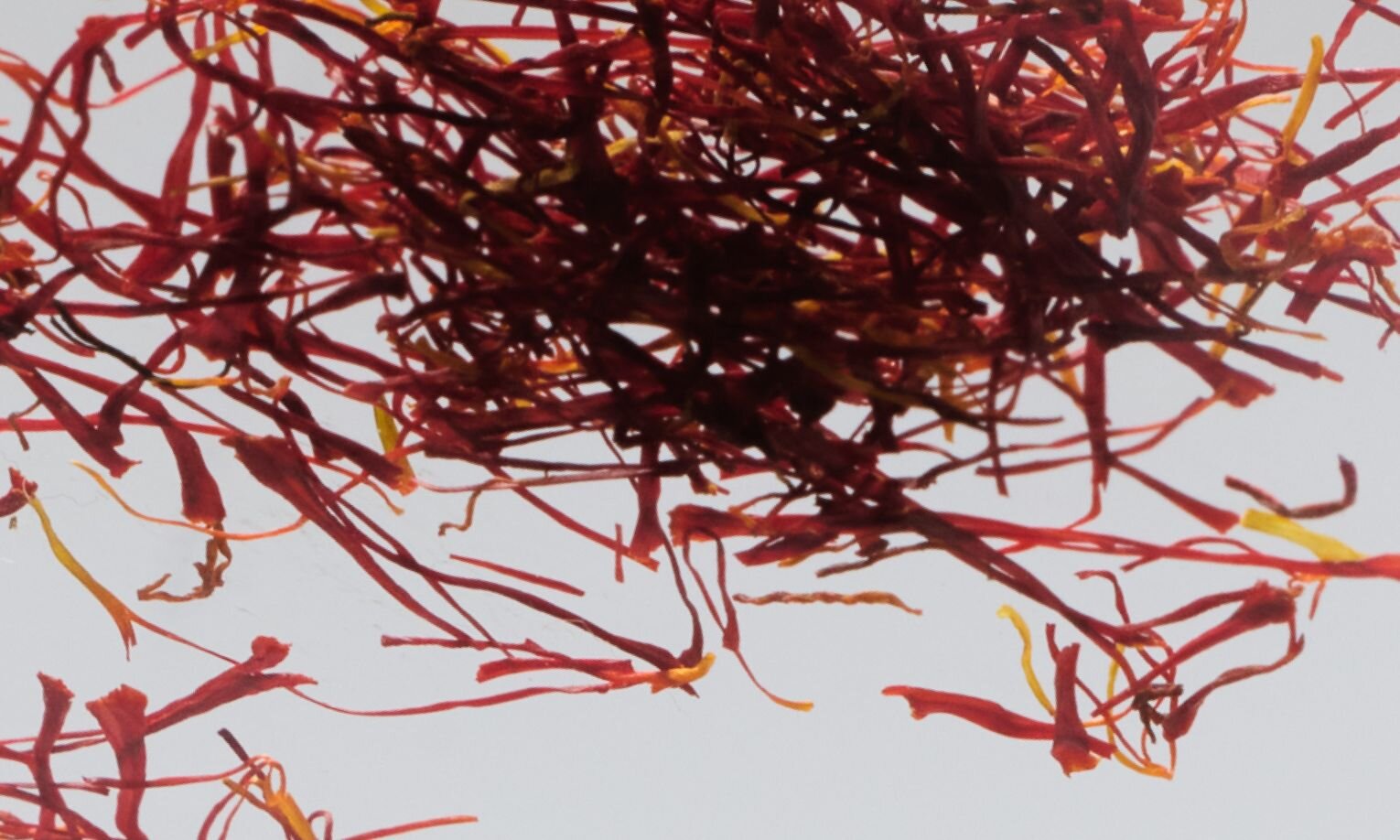 Crocus sativus (Saffron)