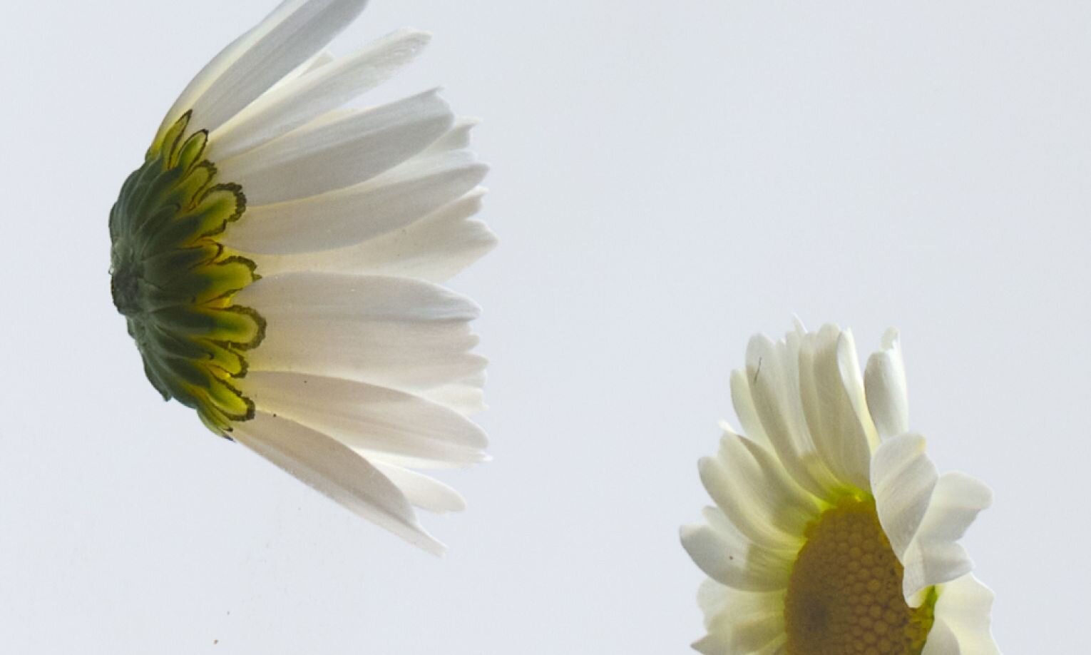 7,8-Dihydroxyflavone