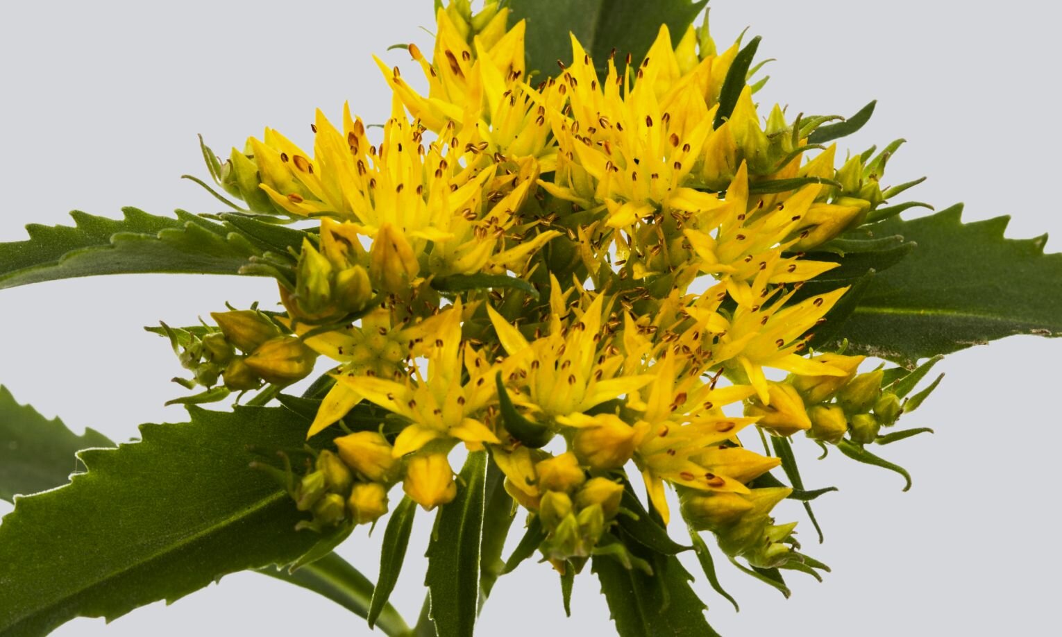 Fermented Salidrosides