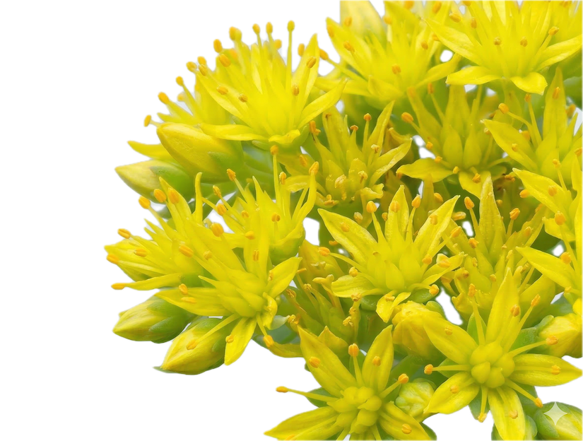 Rhodiola Rosea (Fermented Salidroside)