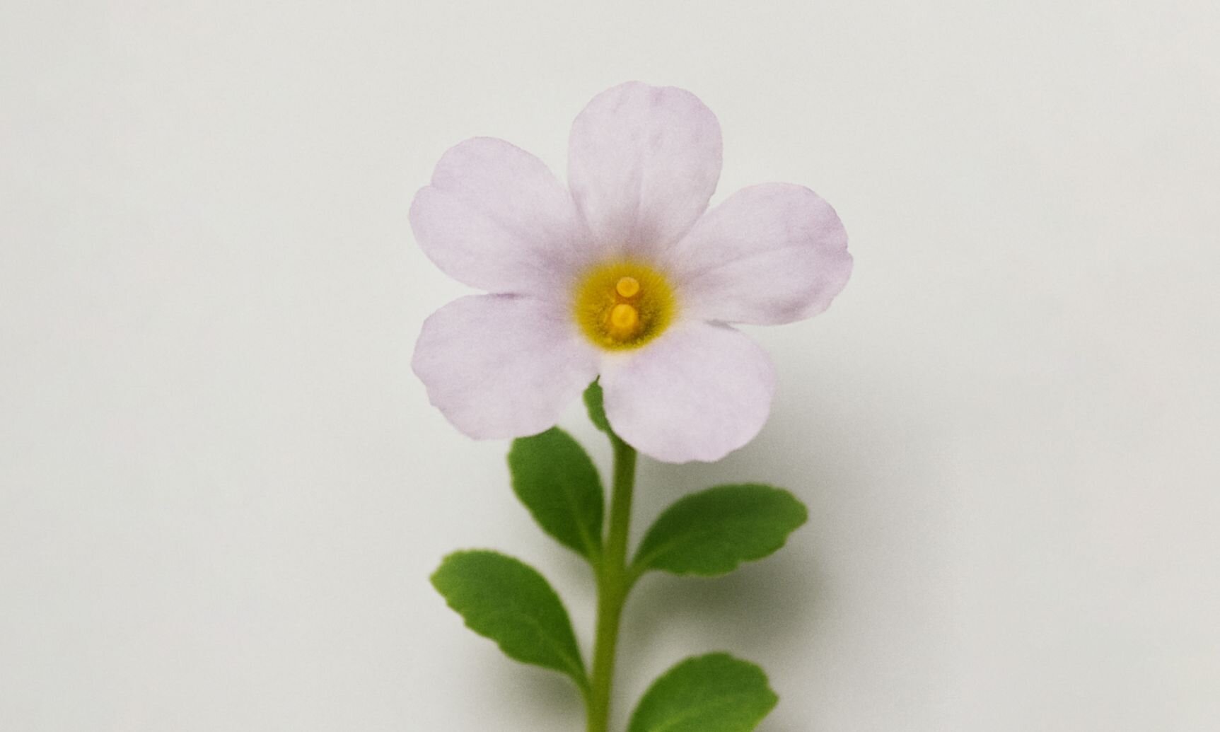 Bacopa Monnieri