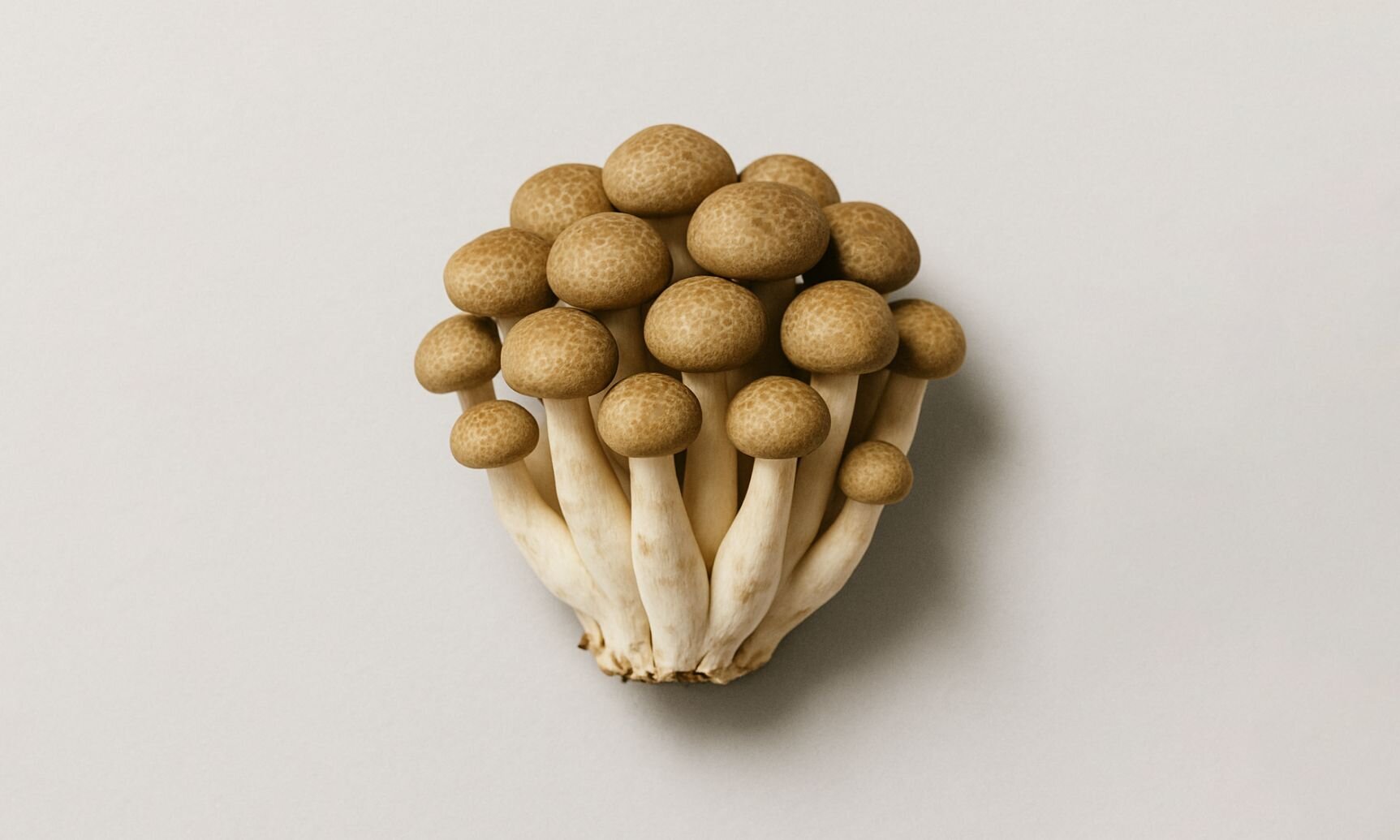 Spermidine Trihydrochloride