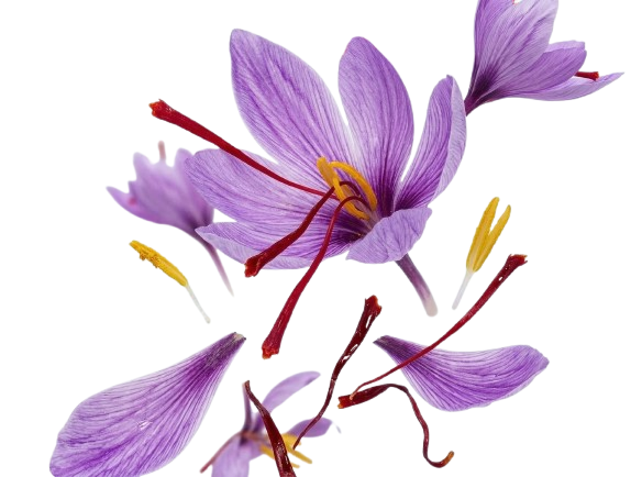 Crocus sativus (Saffron)