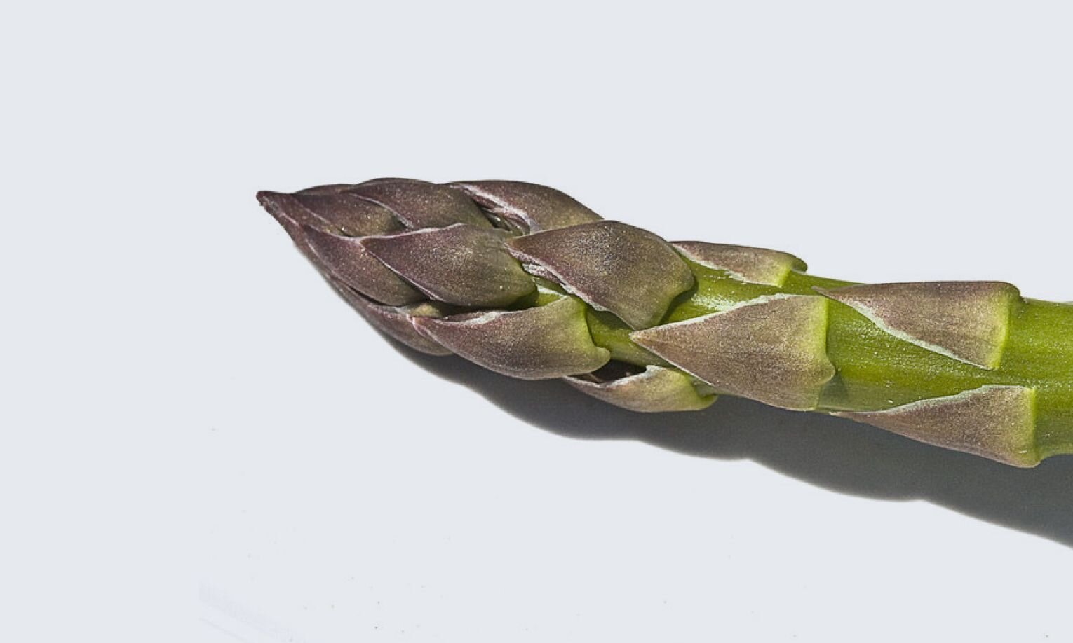 Reduced β-Nicotinamide adenine dinucleotide (NADH)