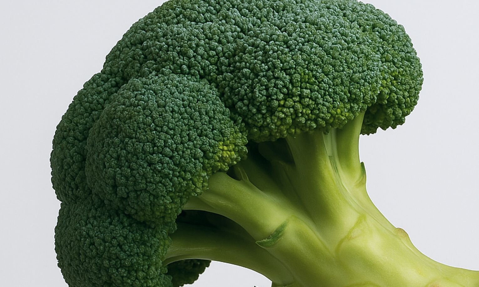 Brassica oleracea (Broccoli Seed)