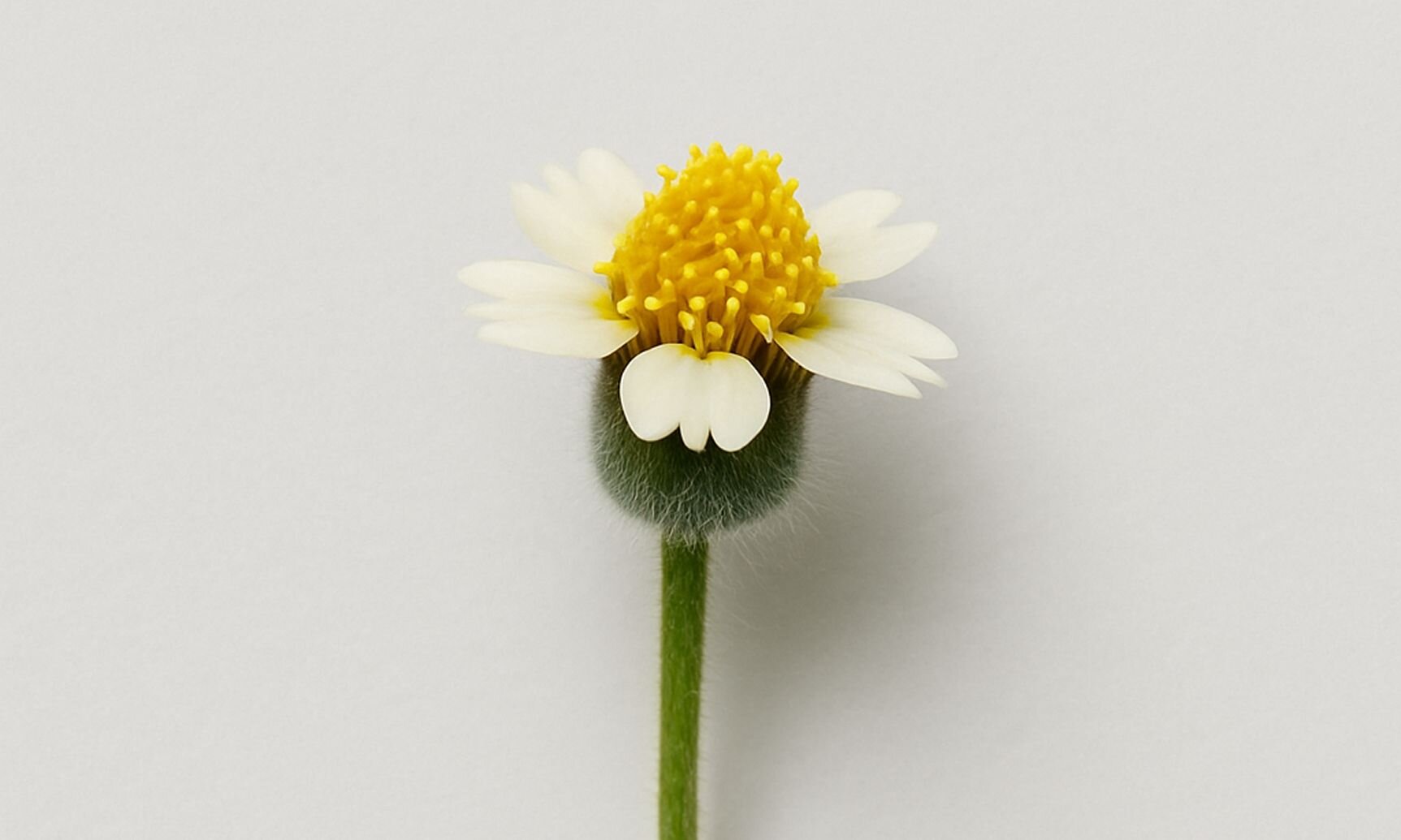 7,8-Dihydroxyflavone