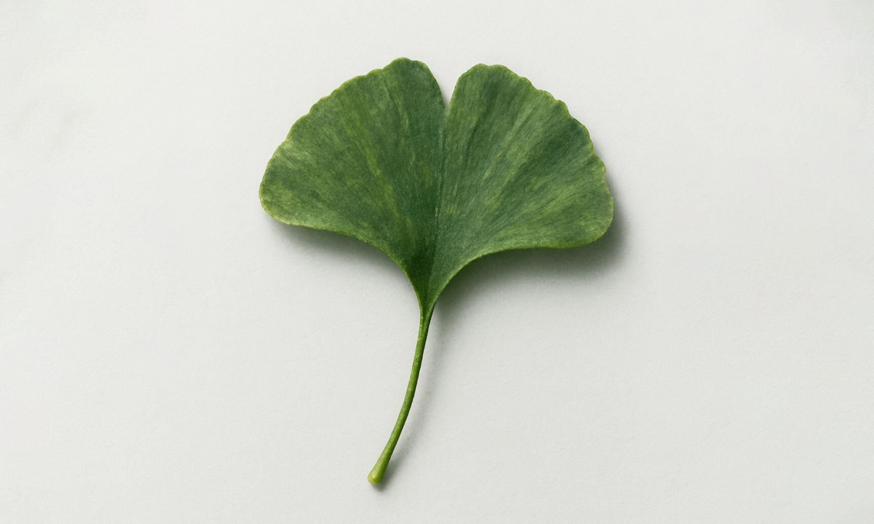 Ginkgo Biloba