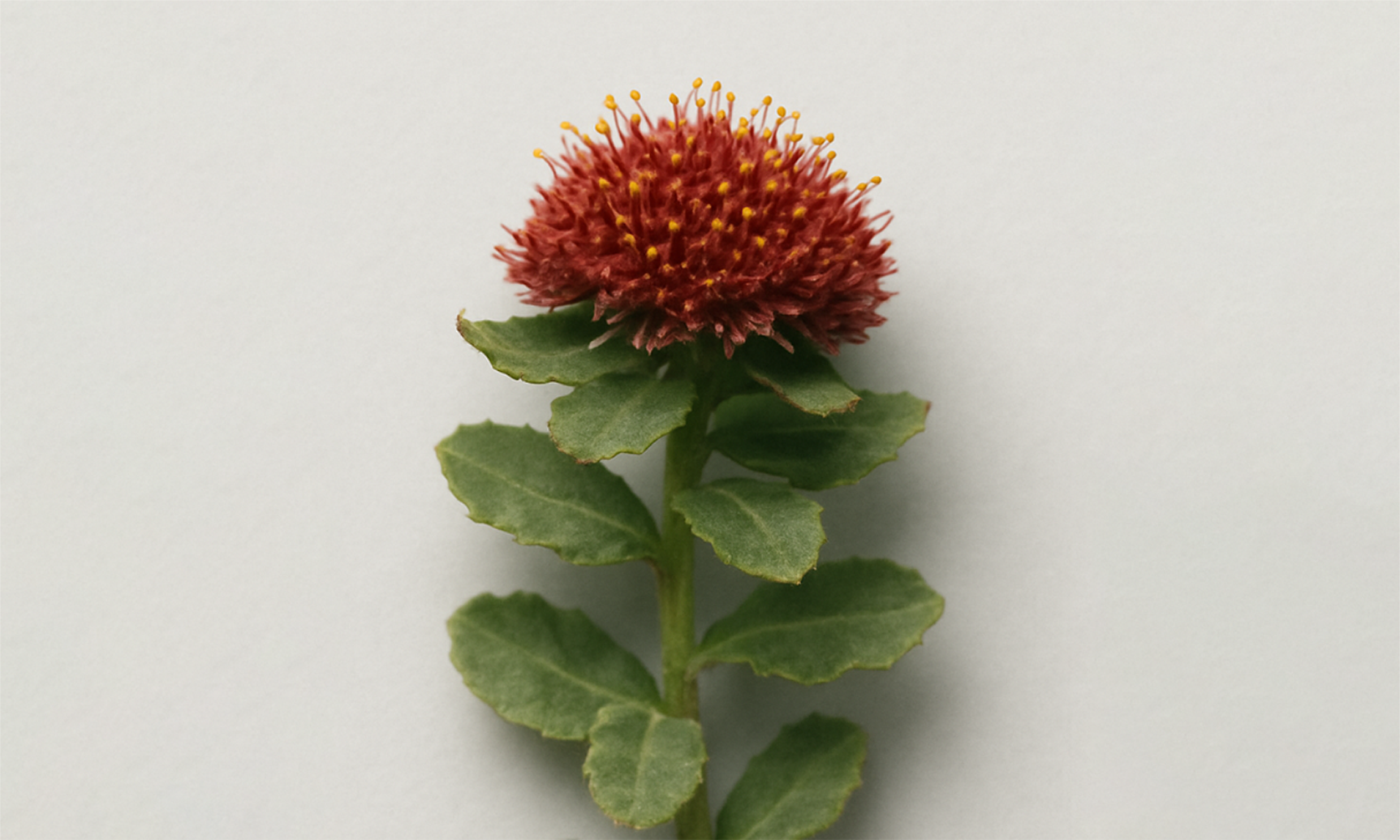 Rhodiola Rosea (Fermented Salidrosides)