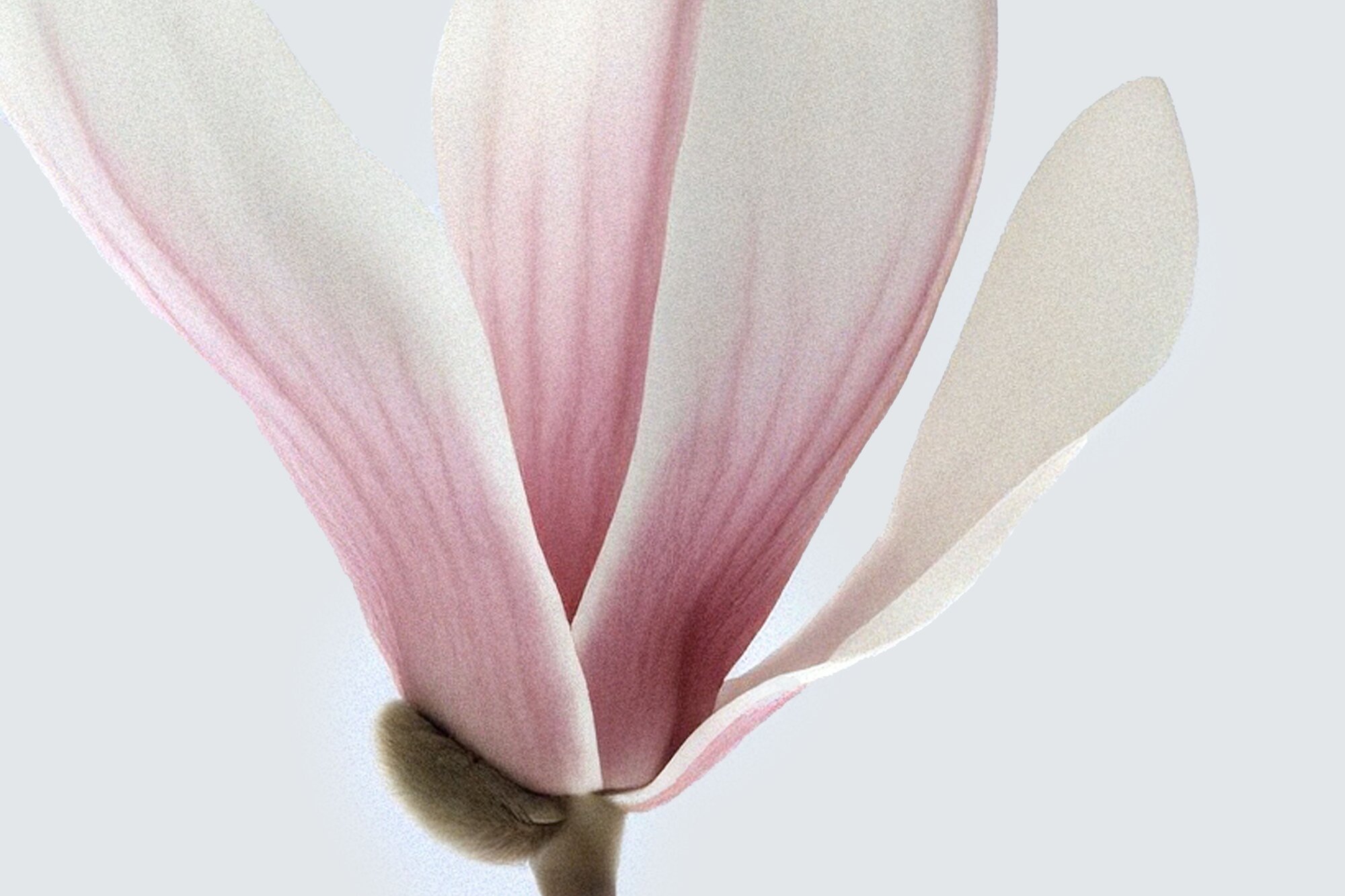 Dihydrohonokiol-B (Honokiol extract)