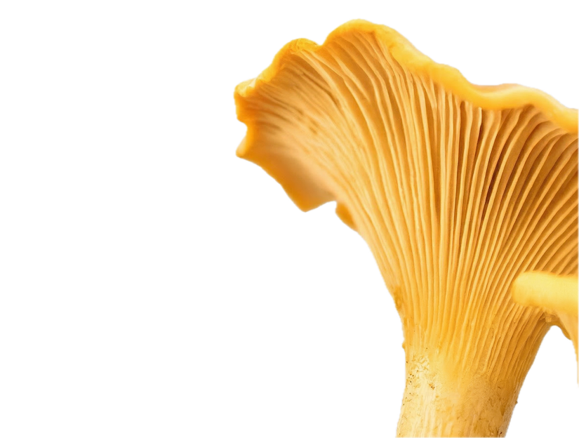 Cholecalciferol (Vitamin D3)