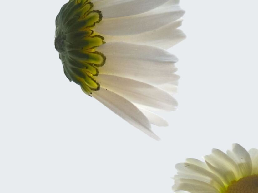 7,8-Dihydroxyflavone