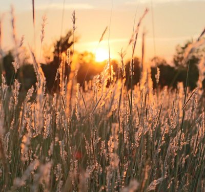 An image of a grass field