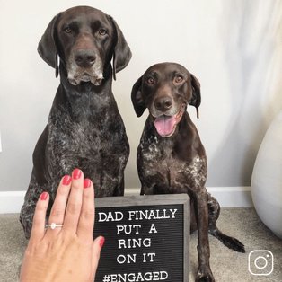 A woman's hand showing off her engagement ring in front of two dogs