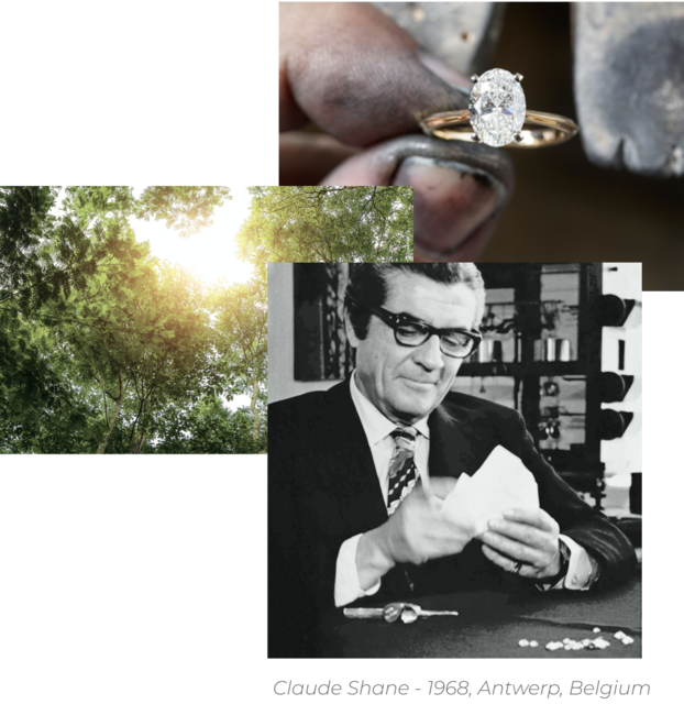 images of a rainforest, a solitaire engagement ring and Claude Shane