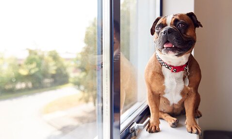 A cute dog wearing a red and black collar sits on the windowsill. 