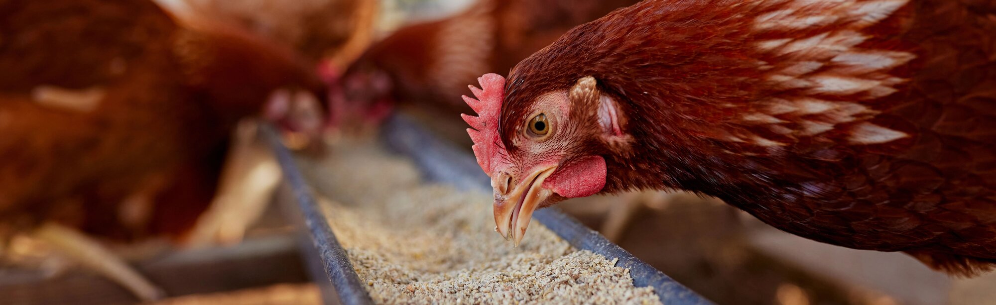 Farm and Ranch banner