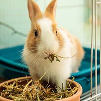 A brown and white rabbit munches on some dry grass in its cage. 