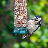 A wild bird sit and eat from a hanging bird feeder.