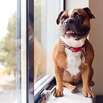 Cute dog sitting on a windowsill wearing a red collar. 
