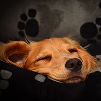 A golden retriever asleep in their bed.
