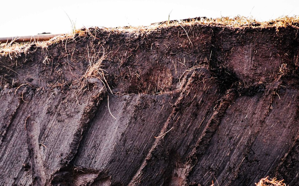 Peat in the ground before harvest