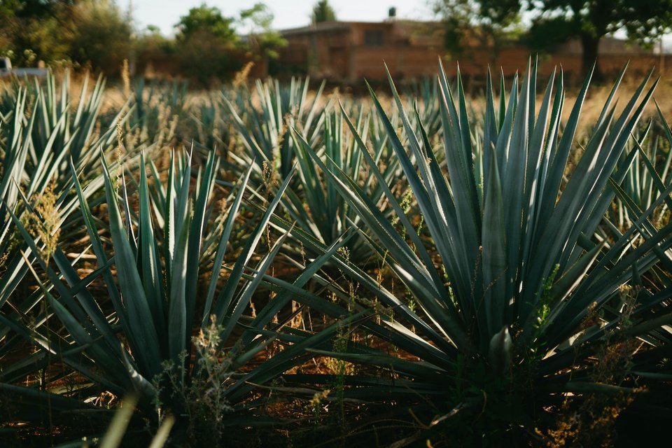 A field of blue agave plants.