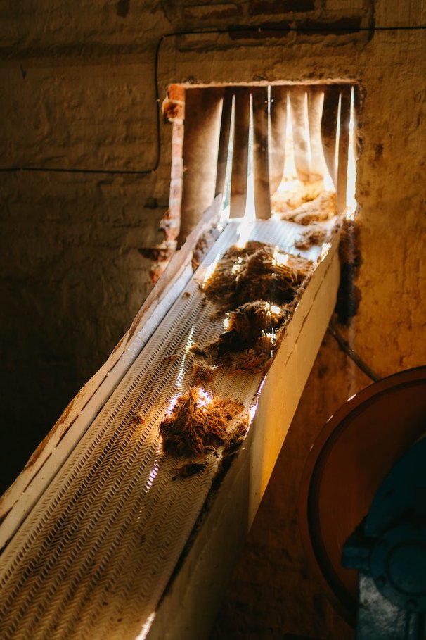 How Tequila is made? 