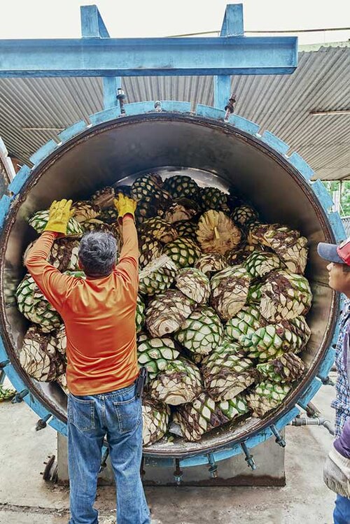 A man filling a large autoclave oven with chopped agave hearts.