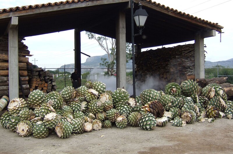 Harvested Agave