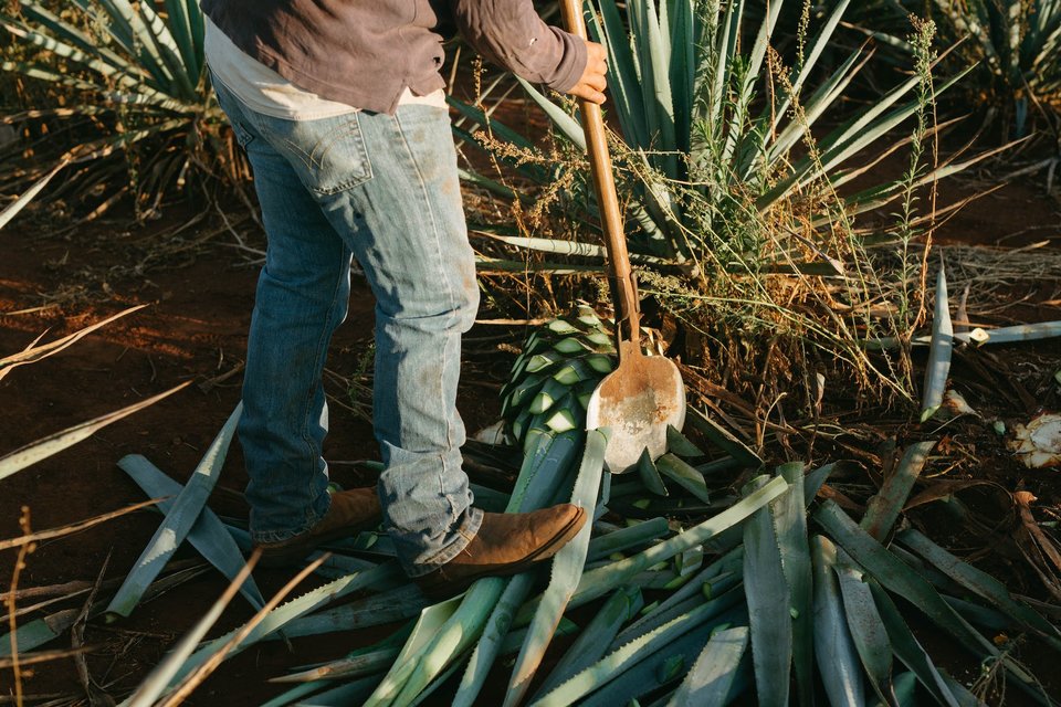 A jimador using a coa to trim the spiky outer leaves off of the agave plant.