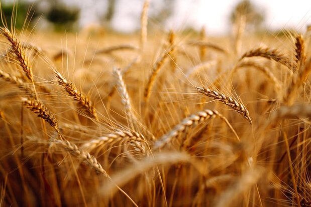 Wheat field