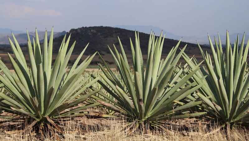 Espadin agave