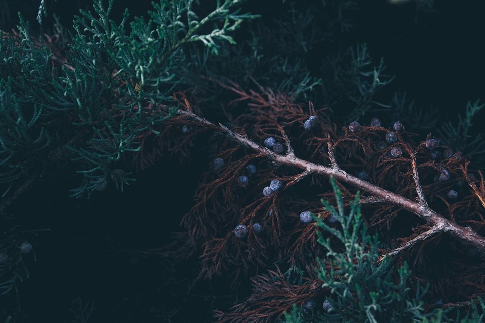 Juniper berries on a bush