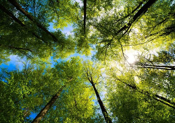 Distilling inspired by nature