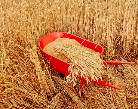 A wheelbarrow full of wheat